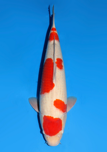This 58cm Kohaku from Dainichi Koi farm has a healthy beni pattern. This 58cm Kohaku from Dainichi Koi farm has a healthy beni pattern.