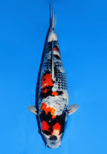 This 60cm Showa from Dainichi Koi farm has a stunning sumi pattern with more sumi still coming in. This 60cm Showa from Dainichi Koi farm has a stunning sumi pattern with more sumi still coming in.