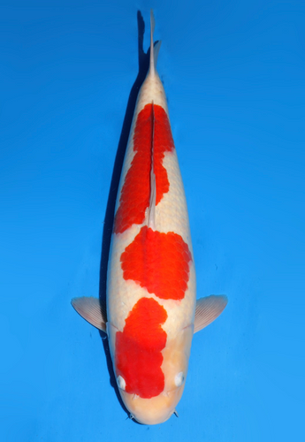 This 59cm Kohaku from Dainichi Koi farm has a beautiful beni pattern. This 59cm Kohaku from Dainichi Koi farm has a beautiful beni pattern.