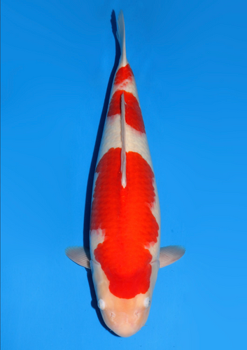 This 59cm Kohaku from Dainichi Koi farm has a vibrant beni pattern. This 59cm Kohaku from Dainichi Koi farm has a vibrant beni pattern.