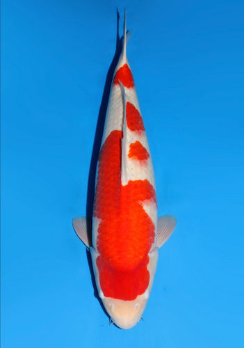 This 59cm Kohaku from Dainichi Koi farm has a vibrant beni pattern. This 59cm Kohaku from Dainichi Koi farm has a vibrant beni pattern.