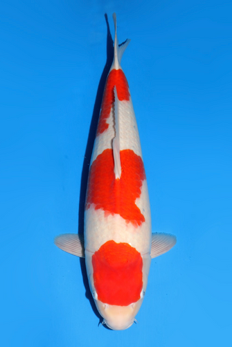 This 59cm Maruten Kohaku from Dainichi Koi farm has a unique beni pattern. This 59cm Maruten Kohaku from Dainichi Koi farm has a unique beni pattern.