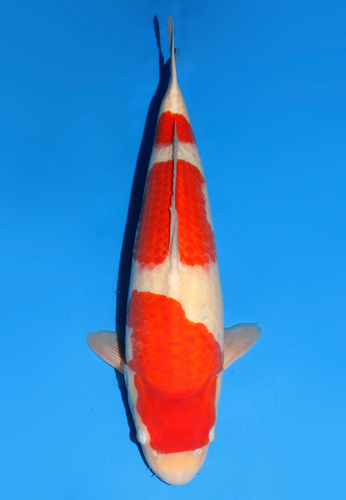 This 58cm Kohaku from Dainichi Koi farm has a vibrant beni pattern. This 58cm Kohaku from Dainichi Koi farm has a vibrant beni pattern.