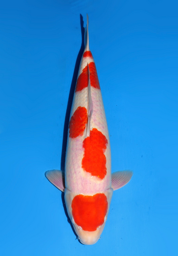 This 59cm Maruten Kohaku from Dainichi Koi farm has a vibrant beni pattern. This 59cm Maruten Kohaku from Dainichi Koi farm has a vibrant beni pattern.