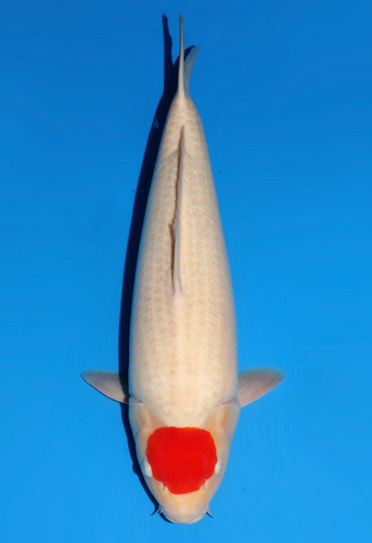 This 56cm Tancho Kohaku from Dainichi Koi farm has a stunning Tancho pattern on its head. This 56cm Tancho Kohaku from Dainichi Koi farm has a stunning Tancho pattern on its head.
