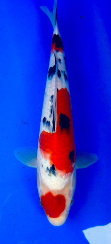 This 37cm Maruten Sanke from Shintaro Koi farm has Maruten like on its head with a unique beni and sumi pattern. This 37cm Maruten Sanke from Shintaro Koi farm has Maruten like on its head with a unique beni and sumi pattern.