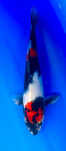 This 35cm Showa from Shintaro Koi farm has a vibrant sumi pattern with sumi still coming in on its nose. This 35cm Showa from Shintaro Koi farm has a vibrant sumi pattern with sumi still coming in on its nose.