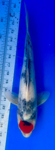 This 35cm Tancho Showa from Shintaro Koi farm has a vibrant red tancho pattern with sumi still coming. This 35cm Tancho Showa from Shintaro Koi farm has a vibrant red tancho pattern with sumi still coming.