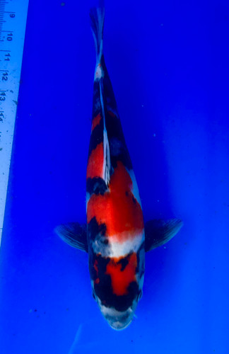 This 35cm Showa from Shintaro Koi farm has a deep sumi pattern with more sumi coming in. This 35cm Showa from Shintaro Koi farm has a deep sumi pattern with more sumi coming in.