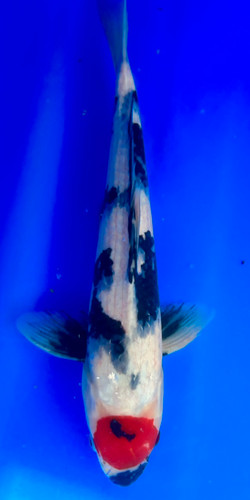 This 41cm Tancho Showa from Shintaro Koi farm has a vibrant red tancho pattern with sumi still coming. This 41cm Tancho Showa from Shintaro Koi farm has a vibrant red tancho pattern with sumi still coming.
