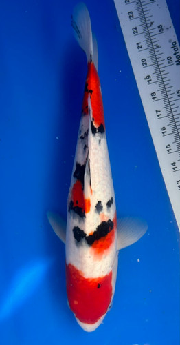 This 39cm Sanke from Shintaro Koi farm has a balanced beni and sumi pattern starting from its head. This 39cm Sanke from Shintaro Koi farm has a balanced beni and sumi pattern starting from its head.