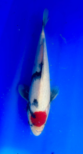 This 35cm Tancho Showa from Shintaro Koi farm has a vibrant red tancho with sumi pattern mixing in. This 35cm Tancho Showa from Shintaro Koi farm has a vibrant red tancho with sumi pattern mixing in.