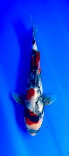 This 33cm Ginrin Showa from Shintaro Koi farm has a shinning scales and vibrant beni and sumi pattern starting from its nose. This 33cm Ginrin Showa from Shintaro Koi farm has a shinning scales and vibrant beni and sumi pattern starting from its nose.