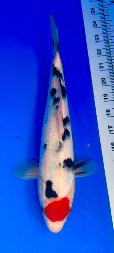 This 28cm Ginrin Showa from Shintaro Koi farm has a shinning scales and vibrant beni and sumi pattern starting from its nose. This 28cm Ginrin Showa from Shintaro Koi farm has a shinning scales and vibrant beni and sumi pattern starting from its nose.