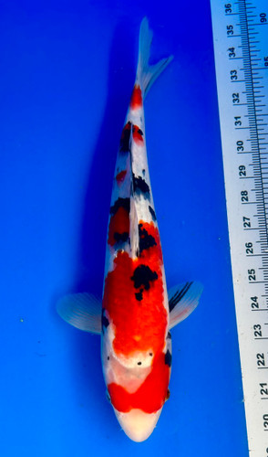 This 37cm Sanke from Shintaro Koi farm has a unique beni and sumi pattern. This 37cm Sanke from Shintaro Koi farm has a unique beni and sumi pattern.