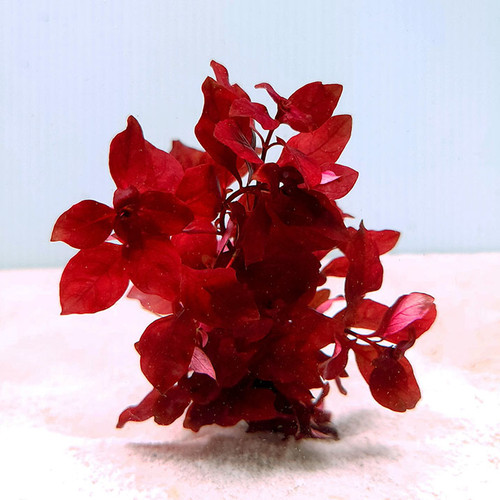 Ludwigia palustris 'Super Red' Ludwigia palustris 'Super Red'