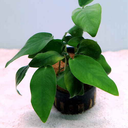 Anubias nana 'Bonsai' Anubias nana 'Bonsai'