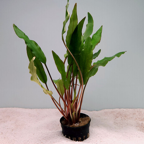 Cryptocoryne 'Sri Lanka' Cryptocoryne 'Sri Lanka'