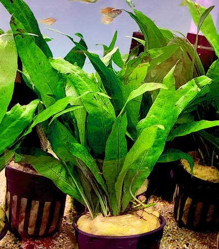 Java Fern (Microsorum pteropus)
