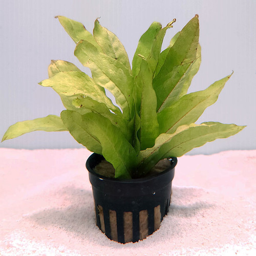 Java Fern (Microsorum pteropus) Java Fern (Microsorum pteropus)