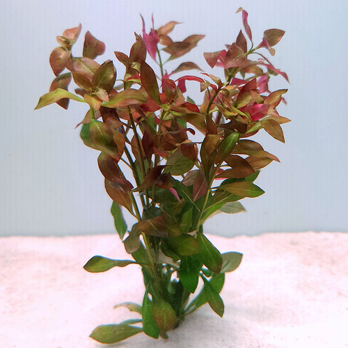 Ludwigia repens Ludwigia repens