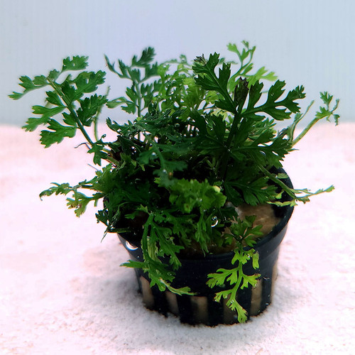 Mini Bolbitis (Bolbitis heteroclita 'Difformis') Mini Bolbitis (Bolbitis heteroclita 'Difformis')