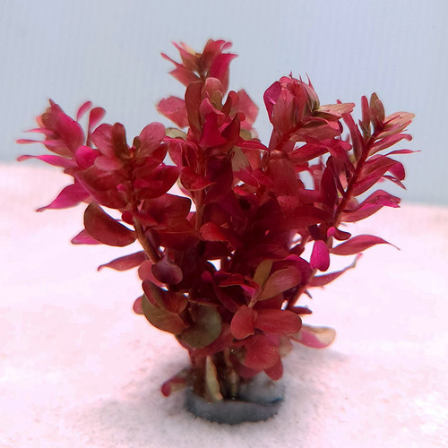 Rotala macrandra 'Mini' Rotala macrandra 'Mini'