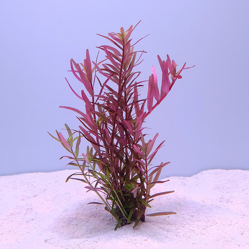 Rotala rotundifolia 'Orange Juice' Rotala rotundifolia 'Orange Juice'