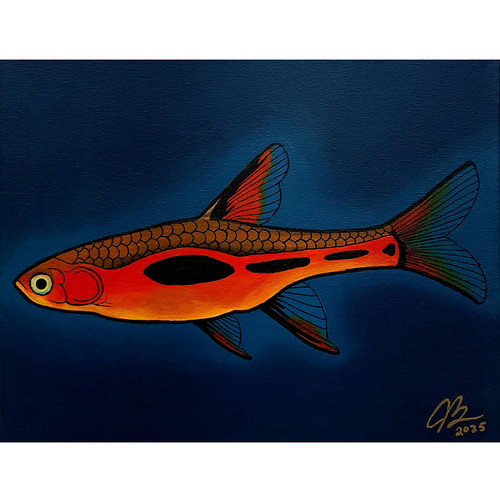 Chili Rasbora acrylic on canvas 8x10" Chili Rasbora acrylic on canvas 8x10"