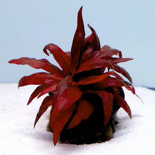Alternanthera reineckii 'Mini' Alternanthera reineckii 'Mini'