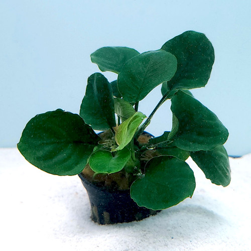 Anubias barteri 'Golden Coin' Anubias barteri 'Golden Coin'
