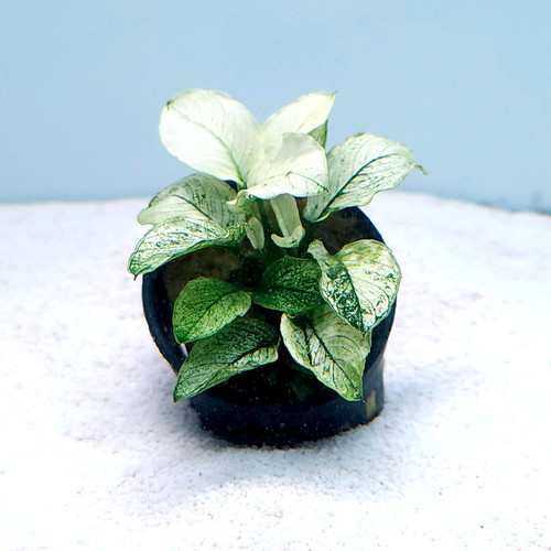 Anubias barteri nana 'Pinto' Anubias barteri nana 'Pinto'
