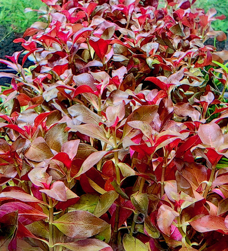 Ludwigia glandulosa var. Diamond