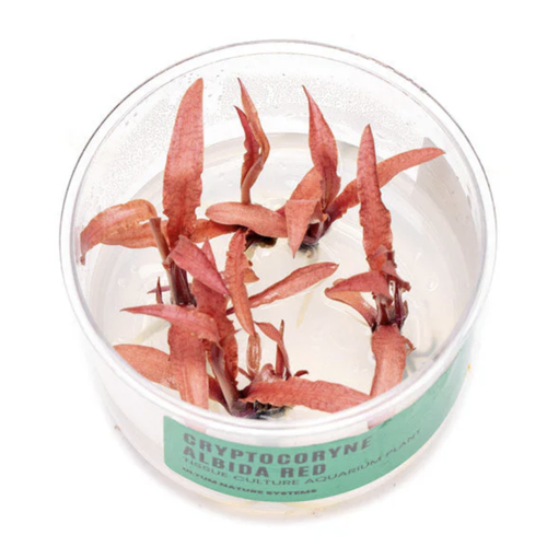 Top view through the lid revealing multiple rosettes with narrow, lanceolate leaves tinged red/brown. Top view through the lid revealing multiple rosettes with narrow, lanceolate leaves tinged red/brown.