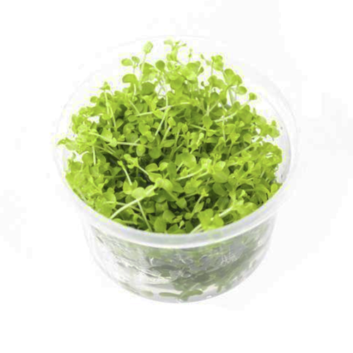 UNS Tissue Culture - Monte Carlo (Micranthemum tweediei) UNS Tissue Culture - Monte Carlo (Micranthemum tweediei)
