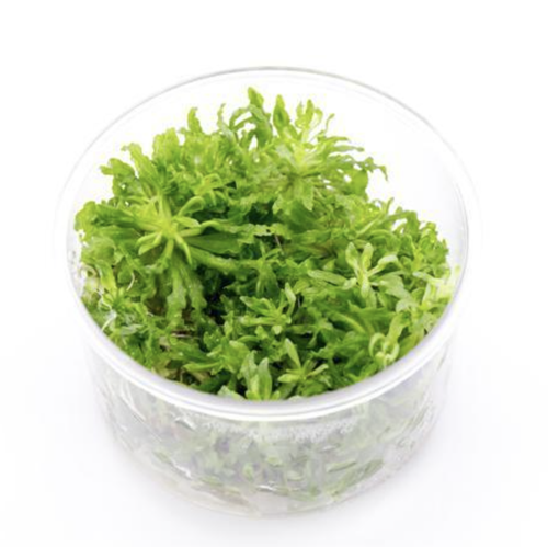 UNS Tissue Culture - Pogostemon helferi UNS Tissue Culture - Pogostemon helferi