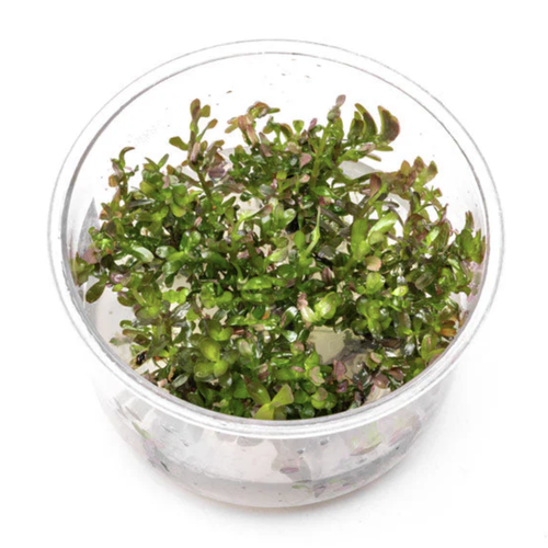 UNS Tissue Culture - Rotala rotundifolia 'Blood Red' UNS Tissue Culture - Rotala rotundifolia 'Blood Red'