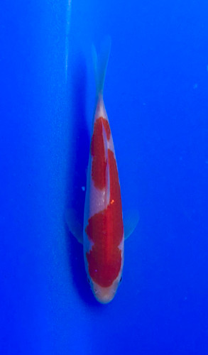 This 15cm Kohaku from Sakai Koi farm has a deep and vibrant beni pattern.