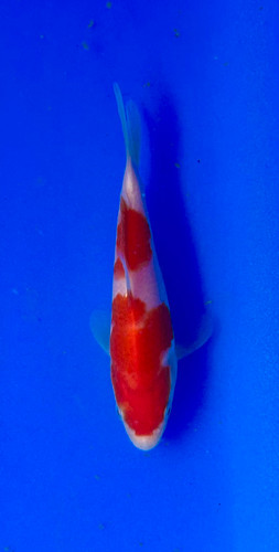 This 14cm Kohaku from Sakai Koi farm has a deep and vibrant beni pattern. This 14cm Kohaku from Sakai Koi farm has a deep and vibrant beni pattern.
