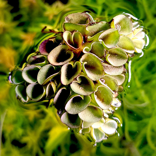 Salvinia cucullata Salvinia cucullata