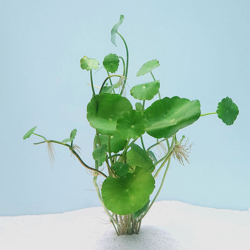 Hydrocotyle verticillata Hydrocotyle verticillata