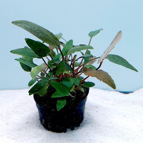 Cryptocoryne wendtii 'Mi Oya' Cryptocoryne wendtii 'Mi Oya'