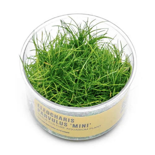 UNS Tissue Culture - Eleocharis parvula 'Mini' UNS Tissue Culture - Eleocharis parvula 'Mini'
