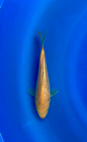 This 18cm Yellow Monkey from Dainichi Koi farm has a stunning yellow shine. This 18cm Yellow Monkey from Dainichi Koi farm has a stunning yellow shine.