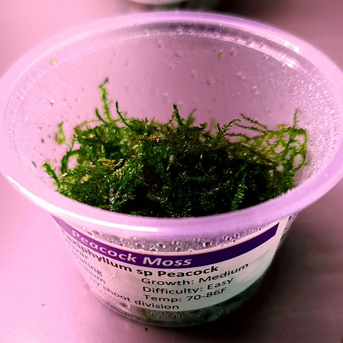 Peacock Moss (Taxiphyllum sp.) Peacock Moss (Taxiphyllum sp.)