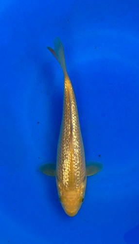 This 19cm Yellow Monkey from Dainichi Koi farm has a stunning yellow shine. This 19cm Yellow Monkey from Dainichi Koi farm has a stunning yellow shine.