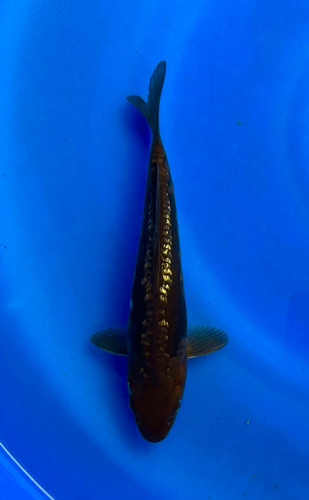 This 20cm Doitsu Ginrin Chagoi from Dainichi Koi farm has a dark and shinning pattern. This 20cm Doitsu Ginrin Chagoi from Dainichi Koi farm has a dark and shinning pattern.