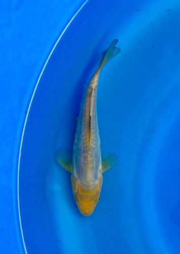 This 20cm Doitsu Soragoi from Dainichi Koi farm has a unique bold pattern. This 20cm Doitsu Soragoi from Dainichi Koi farm has a unique bold pattern.