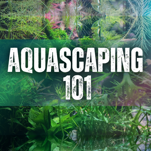 Aquascaping 101: Green Brook May 10, 2025 3:00pm