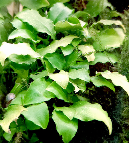 Schismatoglottis prietoi